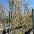 Acer Negundo Flamingo or Variegated Box Elder 3-3.5 m buy online UK.
