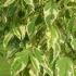 Acer Negundo Variegatum or Ashleaf Maple showing summer foliage of variegated bright green leaves with a white margin