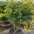 acerp 1-1.2 m buy online UK.