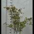Acer Palmatum 1-1.25 m buy online UK.