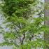 Acer Palmatum 2.5-3 m buy online UK.