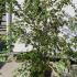 Acer Palmatum 1.25-1.5 m buy online UK.