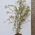 acerp 1.5-1.75 m buy online UK.