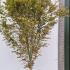 Acer Palmatum 2.5-3 m buy online UK.