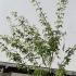 Acer Palmatum 60-80 cm buy online UK.