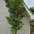 Acer Palmatum 3.75-4.25 m buy online UK.