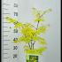 Acer Palmatum Anne Irene Japanese Maple 30-40 cm buy online UK.
