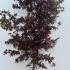 Acer Palmatum Atropurpureum 1.5-1.7 m buy online UK.