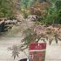 Acer Palmatum Atropurpureum 20-30 cm buy online UK.