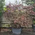 acerpa 1.5-1.75 m buy online UK.
