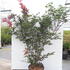 acerpa 1.75-2 m buy online UK.