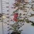 Acer Palmatum Atropurpureum 1-1.25 m buy online UK.