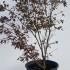 Acer Palmatum Atropurpureum 1.75-2 m buy online UK.