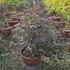 acerpa 80-100 cm buy online UK.