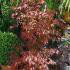 Acer Palmatum Atropurpureum, Japanese Acer Specialists, Paramount Plants and Gardens, London UK