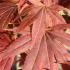 Acer atropurpureum showcasing red foliage