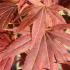 Acer Palmatum Atropurpureum, Japanese Acer Specialists, Paramount Plants and Gardens, London UK