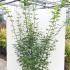 Acer Palmatum Aureum Japanese Acer 1.75-2 m buy online UK.