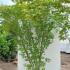 Acer Palmatum Aureum Japanese Acer 1.75-2 m buy online UK.