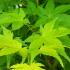 Acer palmatum Aureum Japanese Acer with golden-yellow leaves
