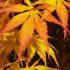 Acer Palmatum otherwise known as Japanese Maple trees are available to buy from Paramount Plants, London & online.