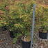 apbm 1-1.25 m buy online UK.