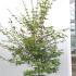 Acer Palmatum Beni Maiko Japanese Maple 1.5-1.75 m buy online UK.