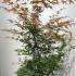 Acer Palmatum Beni Maiko Japanese Maple 1.75-2 m buy online UK.