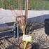 apbh 80-100 cm buy online UK.