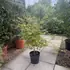 apbh 80-100 cm buy online UK.