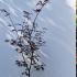 Acer Palmatum Black Lace Japanese Maple 1-1.25 m buy online UK.