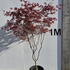 acerpb 1.5-1.75 m buy online UK.