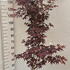 acerpb 1.2-1.5 m buy online UK.