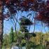 Acer Palmatum Bloodgood Japanese Maple 4-5 m buy online UK.