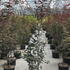 acerpb 1.75-2 m buy online UK.