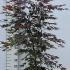 Acer Palmatum Bloodgood Japanese Maple 1-1.25 m buy online UK.
