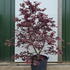 acerpb 2-2.5 m buy online UK.