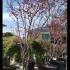 Acer Palmatum Bloodgood Japanese Maple 3-3.5 m buy online UK.