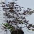 Acer Palmatum Bloodgood Japanese Maple 80-100 cm buy online UK.