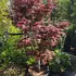 acerpb 1.5-1.75 m buy online UK.