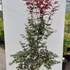 acerpb 1.5-1.75 m buy online UK.