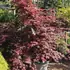 acerpb 1.5-1.75 m buy online UK.
