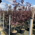 acerpb 1.75-2 m buy online UK.
