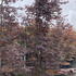 acerpb 2-2.5 m buy online UK.