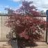 acerpb 2-2.5 m buy online UK.