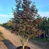 acerpb 2.5-3 m buy online UK.