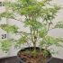 Acer Palmatum Butterfly 40-50  cm buy online UK.