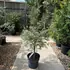 acerbutter 80-100 cm buy online UK.