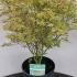 Acer Palmatum Butterfly 60-80 cm buy online UK.
