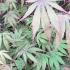 Acer Palmatum Chitoseyama tree foliage in May. Japanese Acer trees buy online UK delivery.